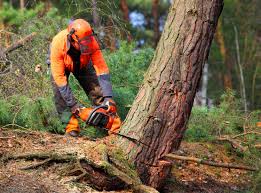 Best Leaf Removal  in Lake Brownwood, TX