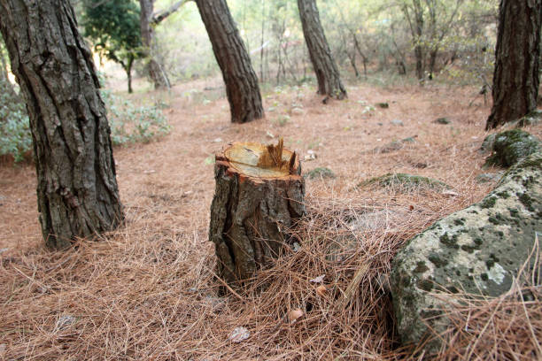 Trusted Lake Brownwood, TX Tree Care Experts