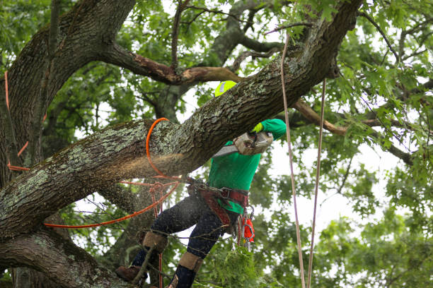 Best Tree Cabling and Bracing  in Lake Brownwood, TX