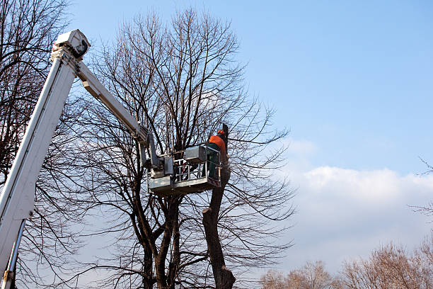 Best Fruit Tree Pruning  in Lake Brownwood, TX